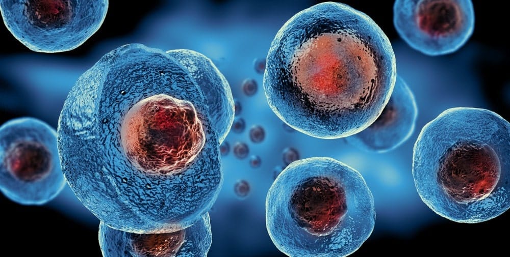 Breakthrough in Stem Cell Mobilization Could Revolutionize Transplant Success