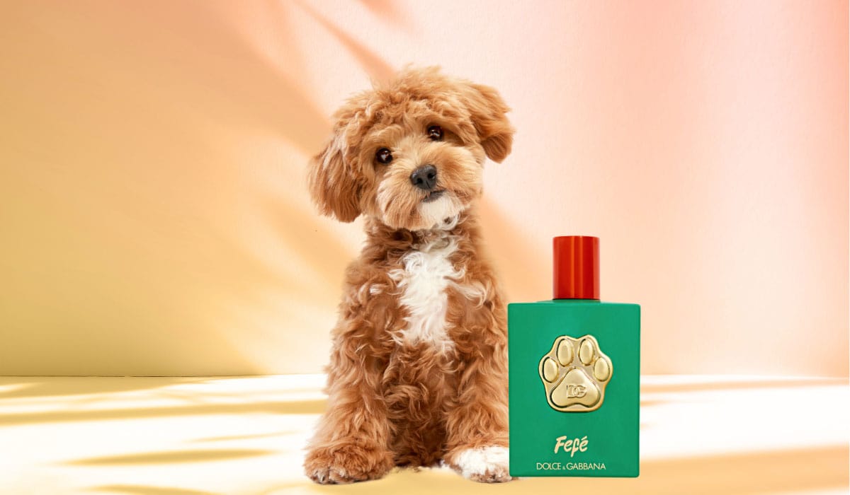 Dolce & Gabbana's €99 Dog Perfume Faces Backlash Amid Luxury Pet Trend Criticism